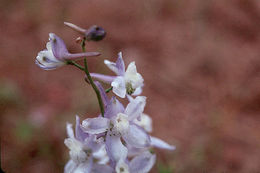 Image of Anderson's larkspur