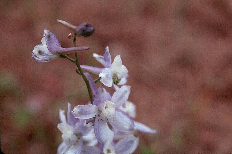 Image of Anderson's larkspur