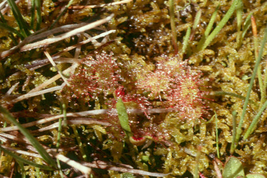 Image of Common Sundew