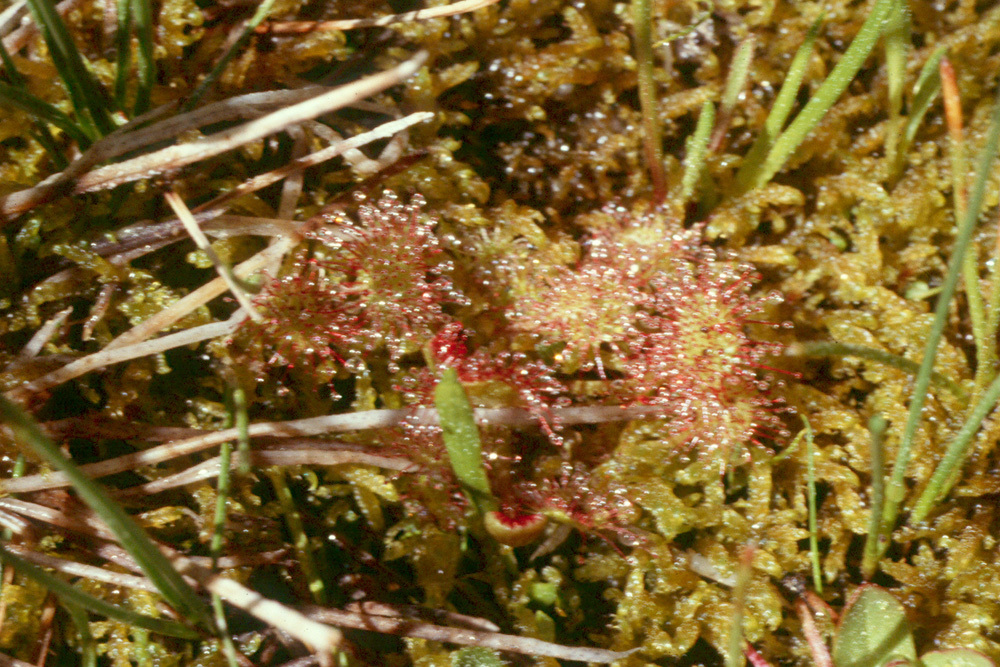 Imagem de Drosera rotundifolia L.