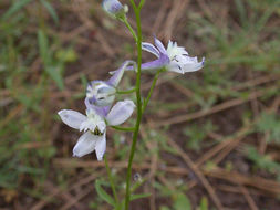 Image of Anderson's larkspur