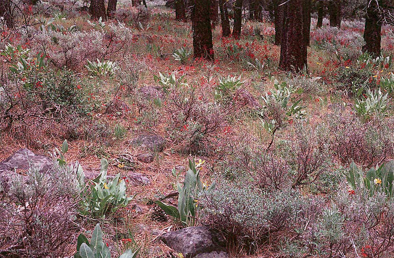 Image of red larkspur