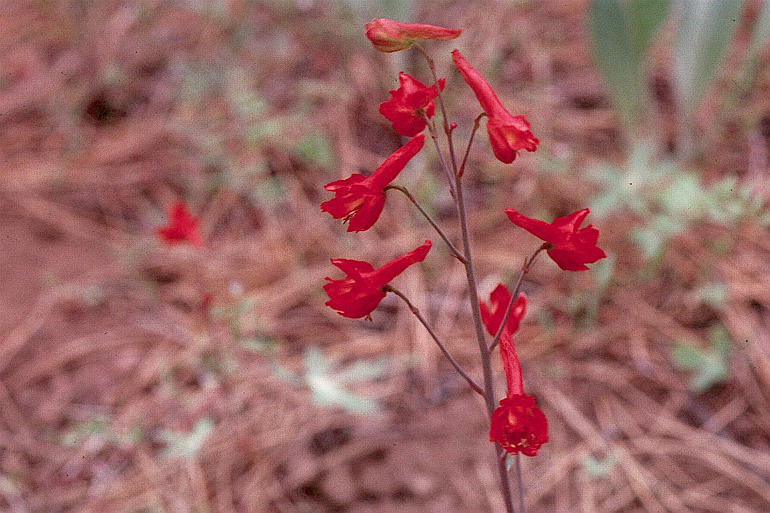 Image of red larkspur