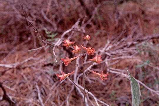 Image of red larkspur