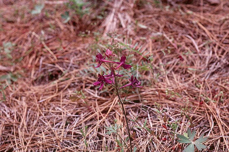 Image of red larkspur