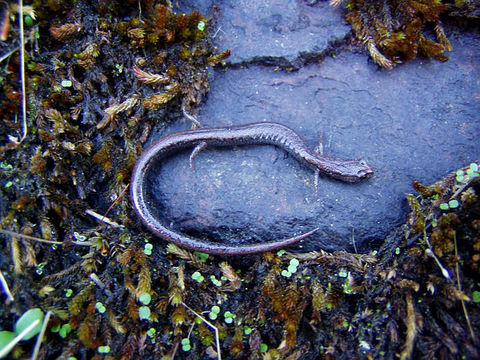 Image of Hell Hollow Slender Salamander