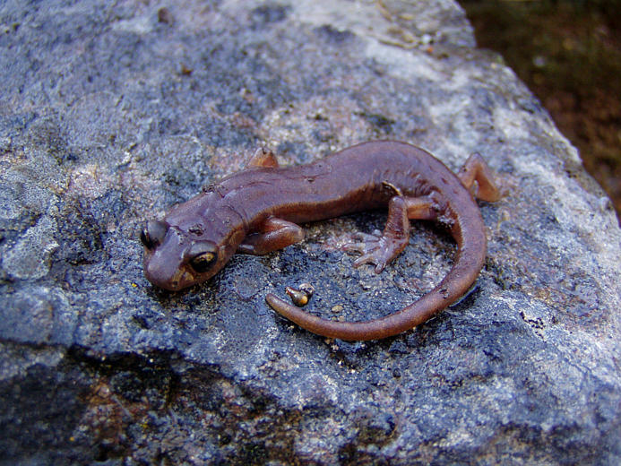 Image of Limestone Salamander