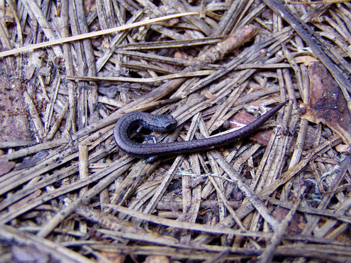 Image of Gregarious Slender Salamander