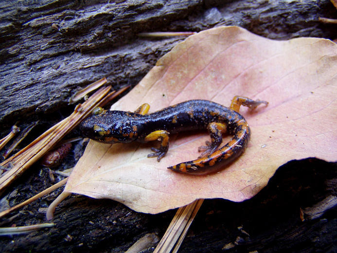 Image of Common Ensatina