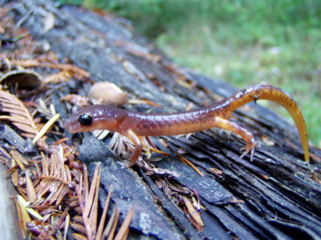 Image of Common Ensatina