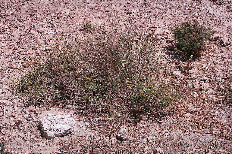 Sivun Encelia frutescens (A. Gray) A. Gray kuva