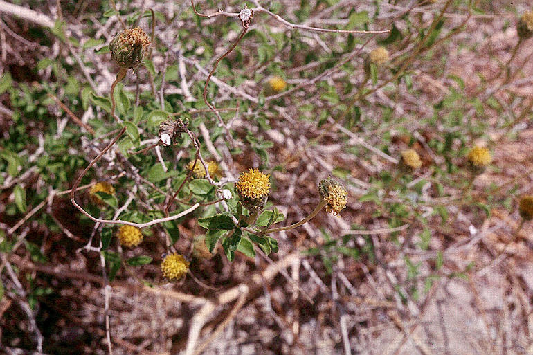 Sivun Encelia frutescens (A. Gray) A. Gray kuva