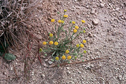 Image of Brewer's fleabane