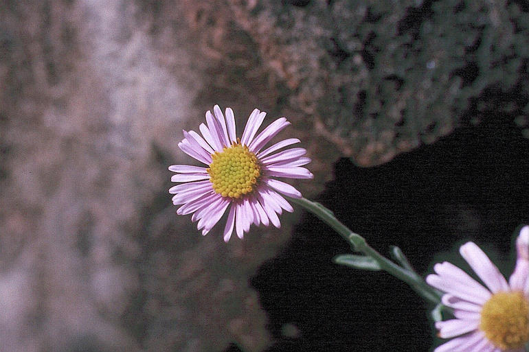 Image of Brewer's fleabane