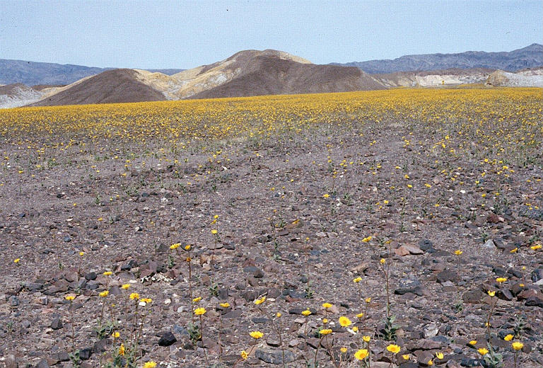 Plancia ëd Geraea canescens Torr. & A. Gray