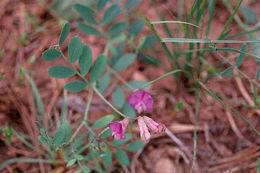 Image of Nevada pea