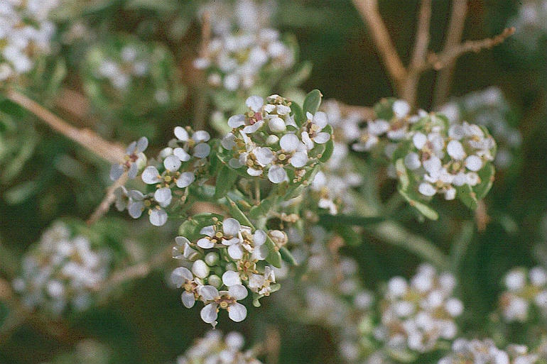 Image de Lepidium fremontii S. Watson