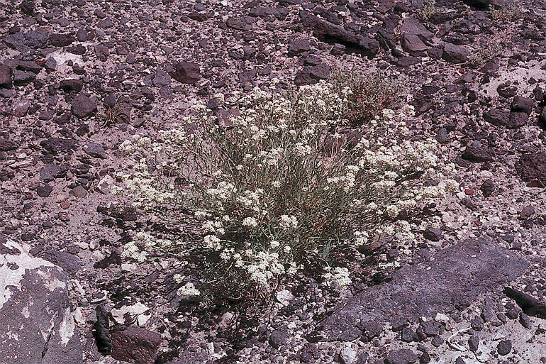 Image de Lepidium fremontii S. Watson