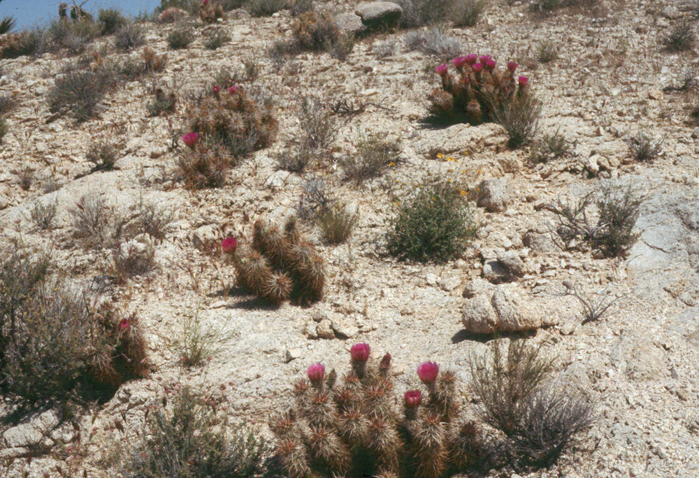 Image de Echinocereus engelmannii (Parry ex Engelm.) Lem.