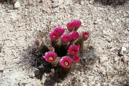 Image de Echinocereus engelmannii (Parry ex Engelm.) Lem.