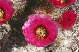 Image de Echinocereus engelmannii (Parry ex Engelm.) Lem.