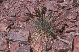 Imagem de Elymus elymoides (Raf.) Swezey