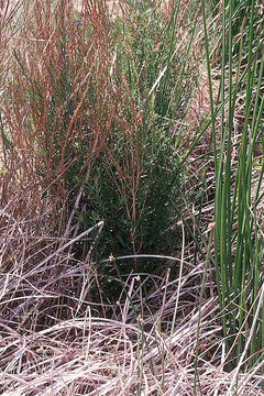 Plancia ëd Lythrum californicum Torr. & Gray