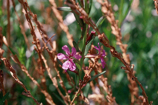 Plancia ëd Lythrum californicum Torr. & Gray