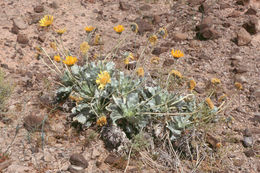 Image of Panamint daisy