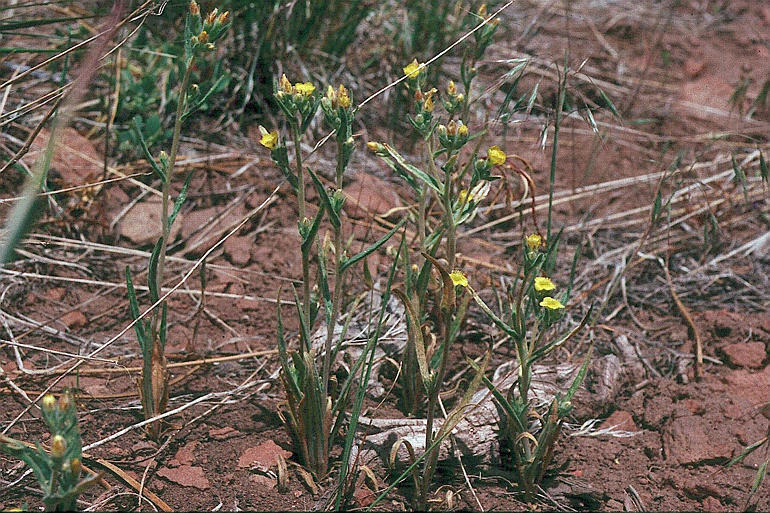 Image of bushy blazingstar