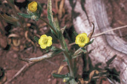 Image of bushy blazingstar