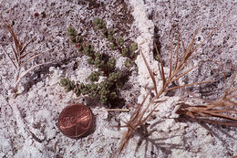 Image of Amargosa niterwort