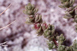 Image of Amargosa niterwort