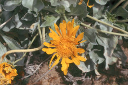 Image of Panamint daisy