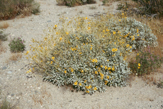 Sivun Encelia farinosa A. Gray ex Torr. kuva