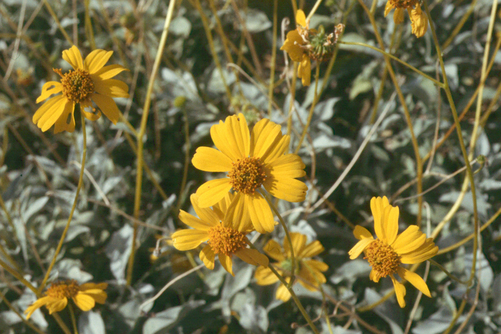 Sivun Encelia farinosa A. Gray ex Torr. kuva