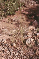 Image of tall annual willowherb