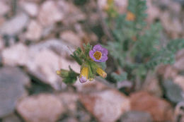 Image of Fremont's phacelia