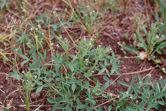 Image of slender phlox