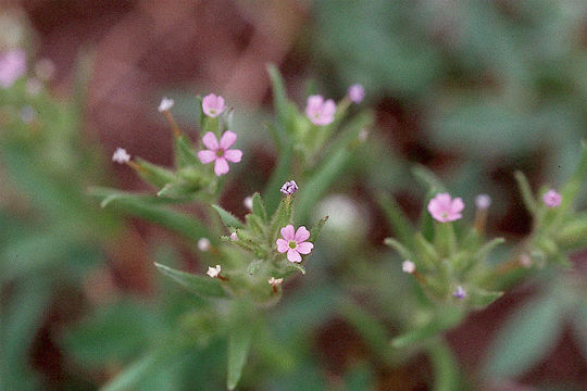 Image of slender phlox