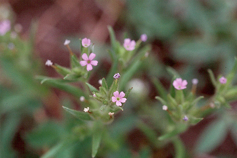 Image of slender phlox