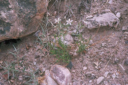 Image of cold-desert phlox