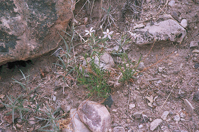 Image of cold-desert phlox