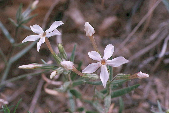 Image of cold-desert phlox