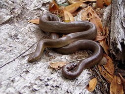 Image of Northern Rubber Boa