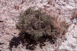 Image of <i>Polygala acanthoclada</i>