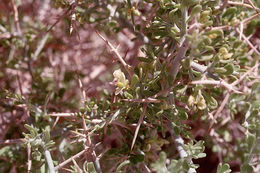 Image of <i>Polygala acanthoclada</i>