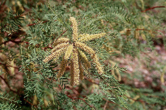 Image of Torrey mesquite