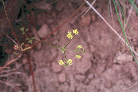 Plancia ëd Sanicula tuberosa Torr.