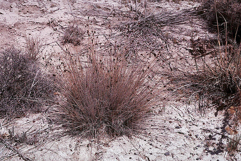 Image of Black Bog-rush